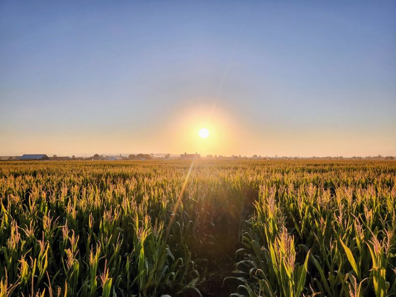 A Working Farm Tucked Into Kuna