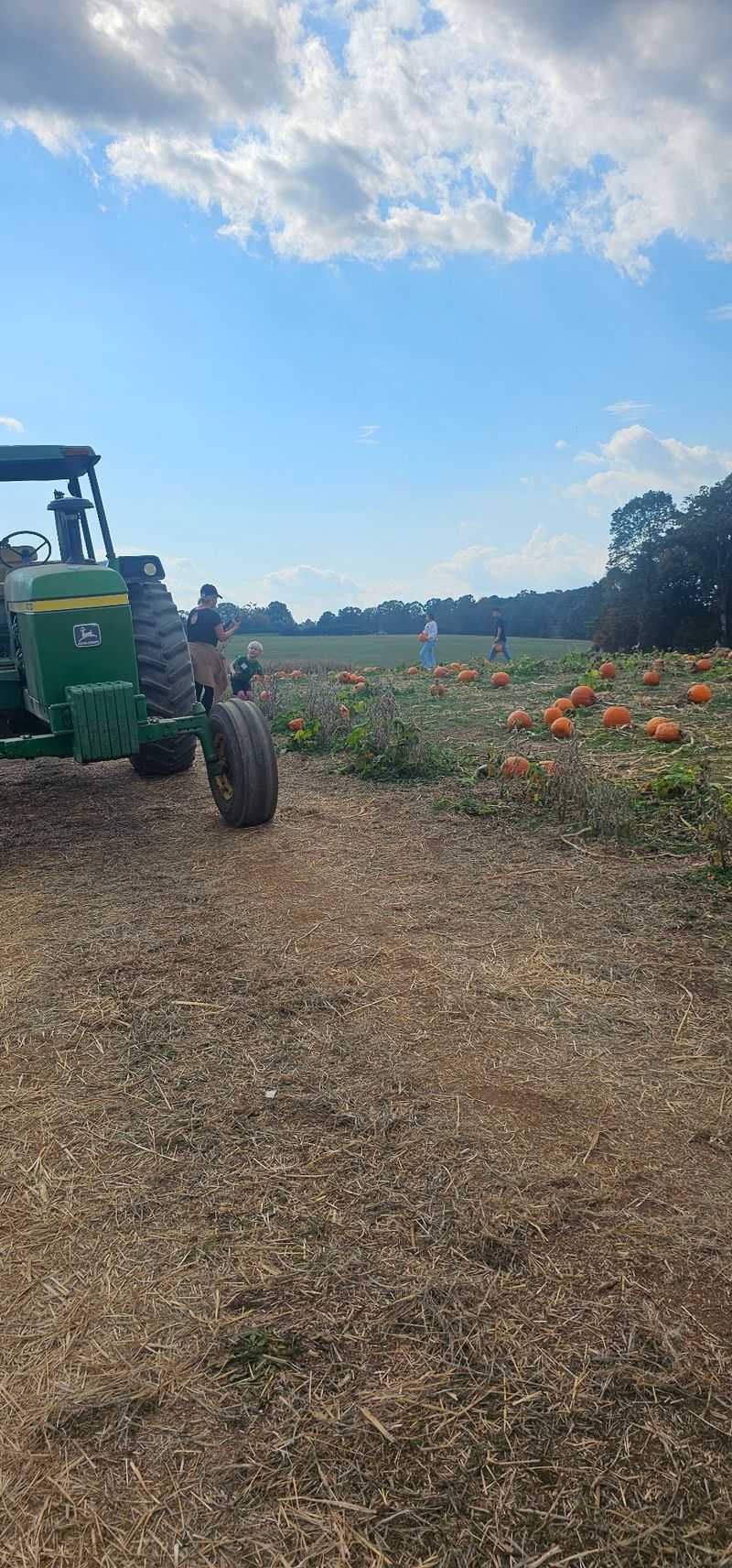 Search Through Thousands Of Pumpkins Until You Find The One