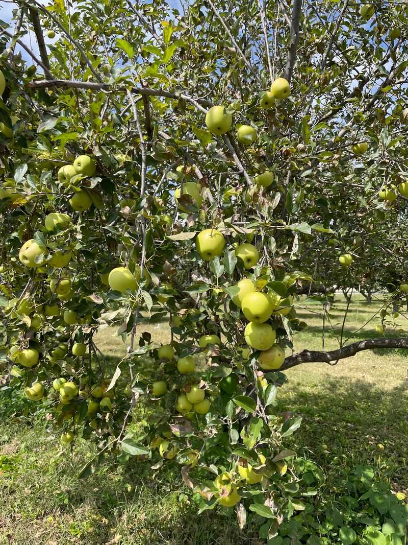 Fontanelle Orchard In Nickerson
