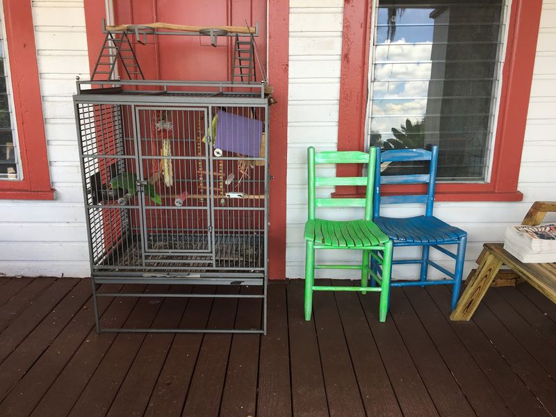 Gaspar the Talking Parrot