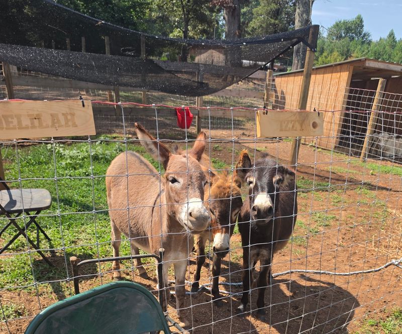 Donkeys Deserve Top Billing Here