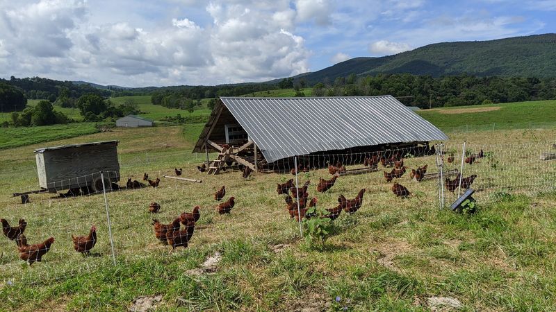 Eggmobiles Follow The Herd
