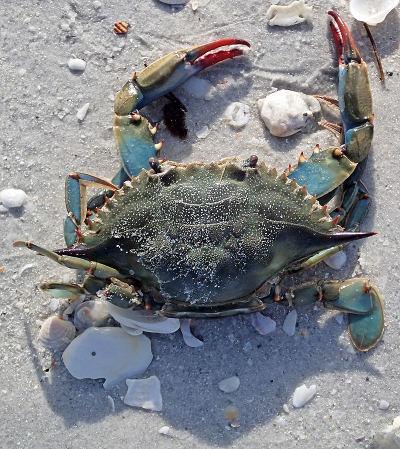 10 North Carolina Coastal Spots Where You Could Encounter The Mysterious Blue Land Crab - Decor Hint Beaufort