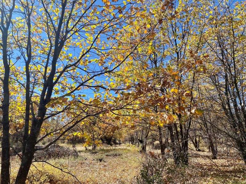 Mount Laguna: High Country Chill At 6,000 Feet