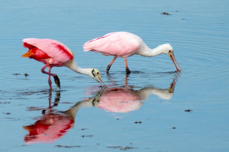 This Four-Mile Florida Wildlife Drive Takes You Past Roseate Spoonbills And Wild Wetlands - Decor Hint Tide Charts Beat Luck Every Time