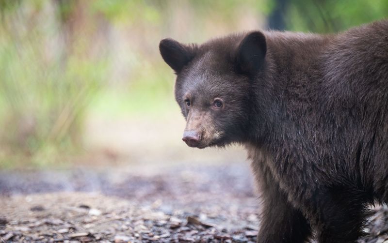 12 California Counties Seeing A Massive Spike In Black Bear Sightings This Fall - Decor Hint Los Angeles County: Foothill Towns Get Regular Guests