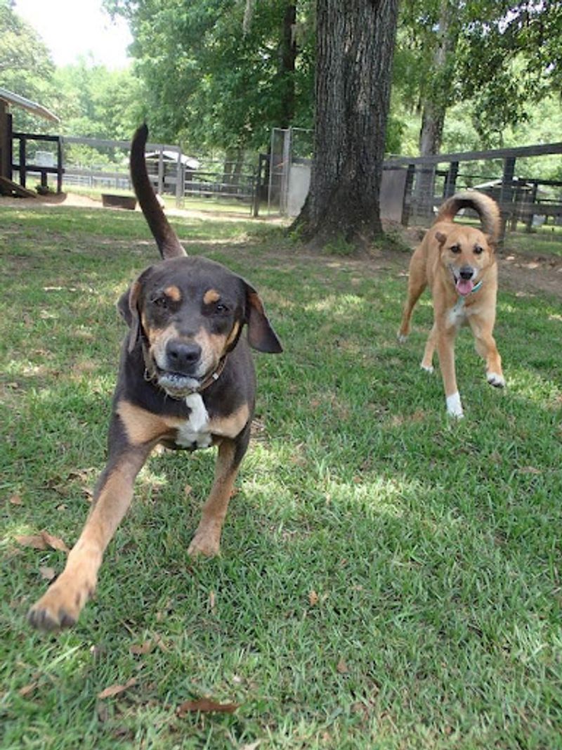 This South Carolina Cage-Free Sanctuary Gives Rescued Animals The Fresh Start They Deserve - Decor Hint Fundraisers, Bricks And Classic Cars