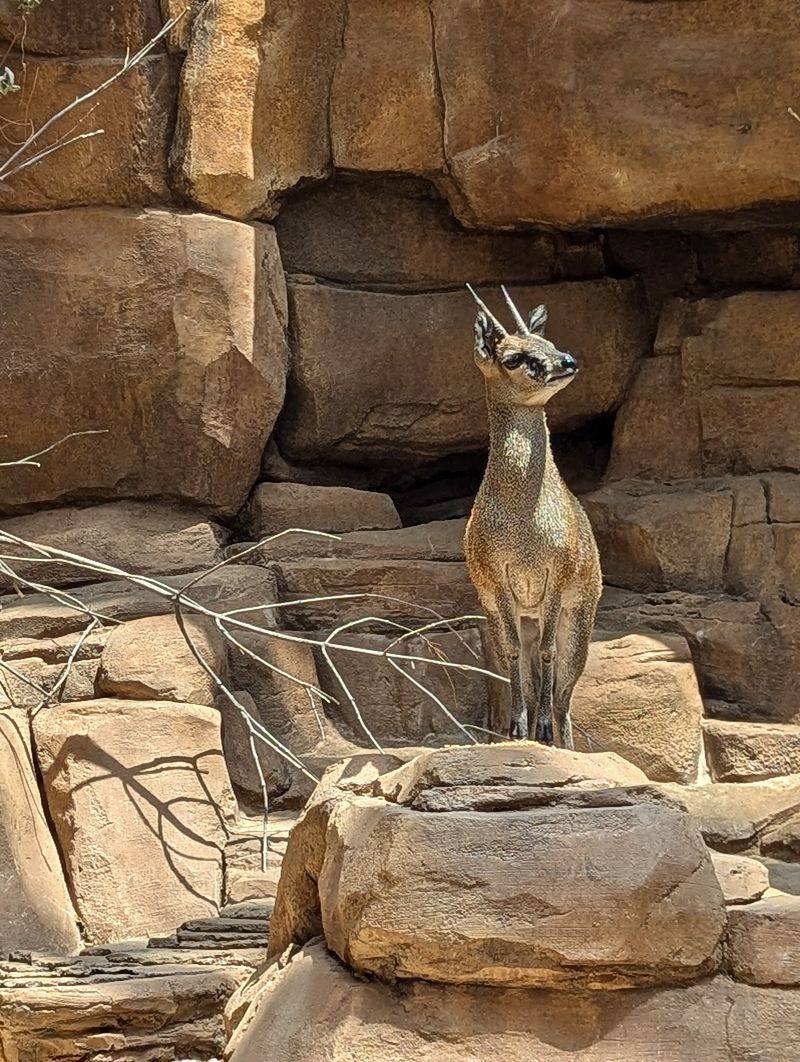 Roadrunners, Fennec Foxes, and Cliffside Surprises