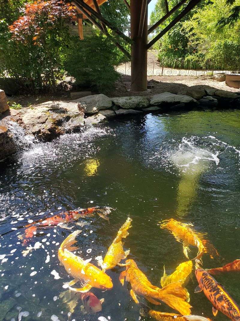 Koi, Lizards, And Birdsong