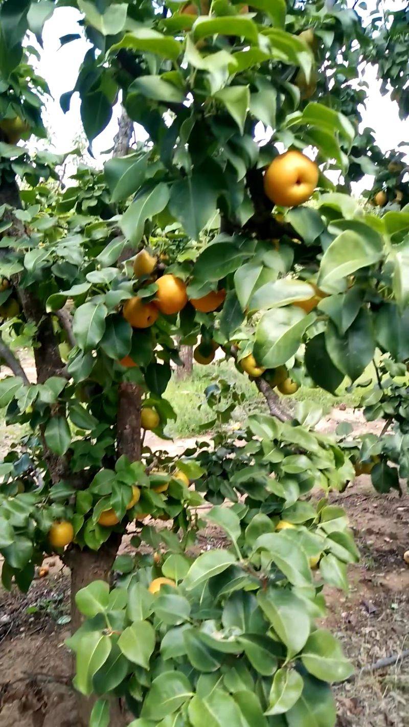 Beyond The Orchard Rows