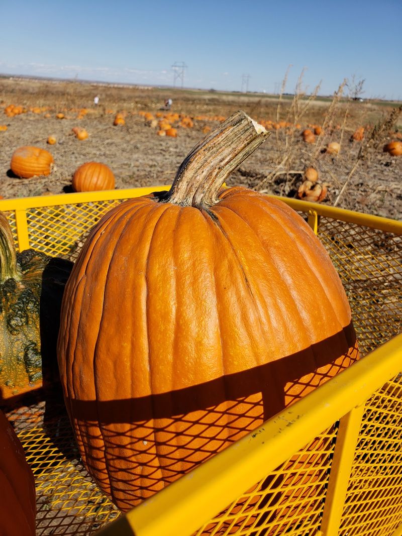 Homestead Pumpkin Patch In North Platte