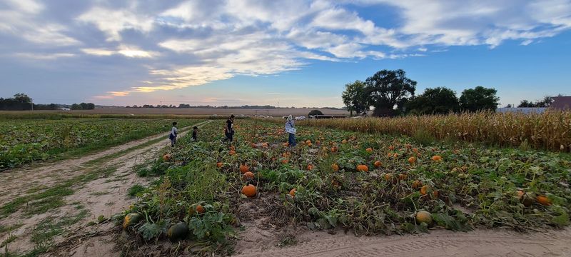 7 Family-Friendly Pumpkin Patches In Nebraska That Are More Fun Than Frightening - Decor Hint The ScareCrow Patch In St Libory