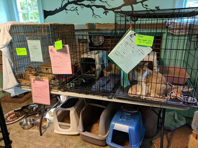 Rescued Cats Receive Care While Waiting For Homes
