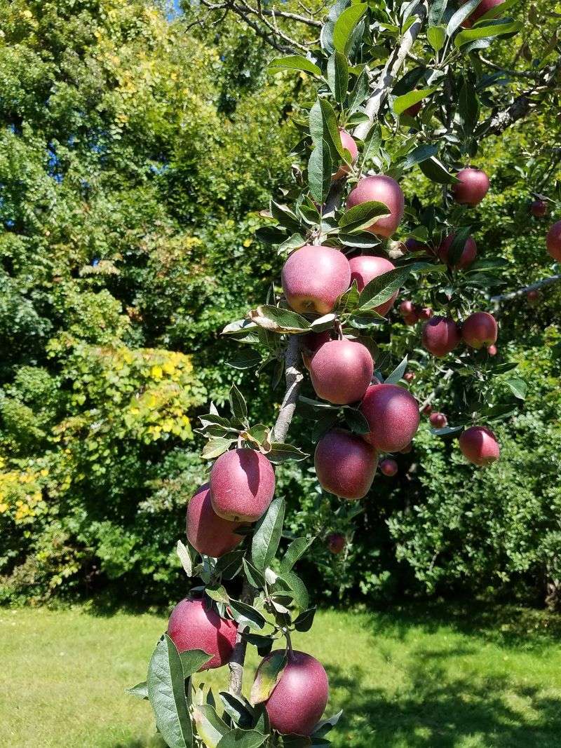 Seasonal Harvests Keep Every Visit Different
