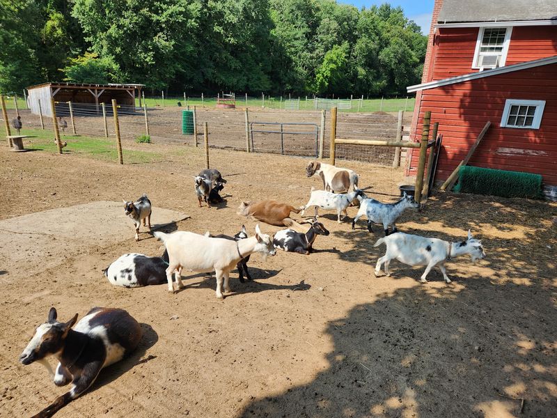 Cows And Goats Bring The Place To Life