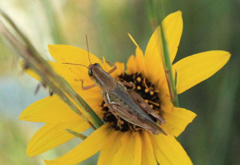 Nearly 1,000 Sandhill Prairie Acres Surround The Bison Herd At This Nebraska Preserve - Decor Hint Master Naturalist Classes and Volunteer Days