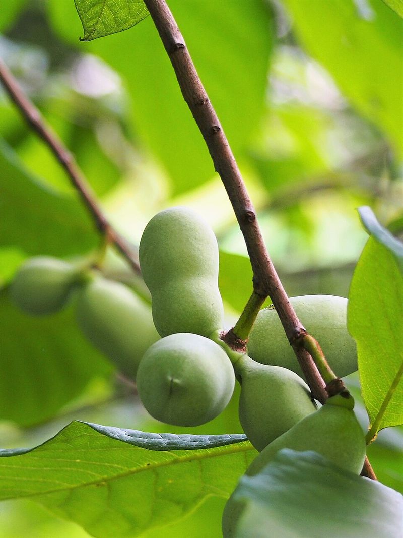Taste One Of North America’s Strangest Native Fruits Fresh From The Farm