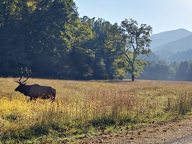 Know What To Bring Before Your Elk-Watching Adventure