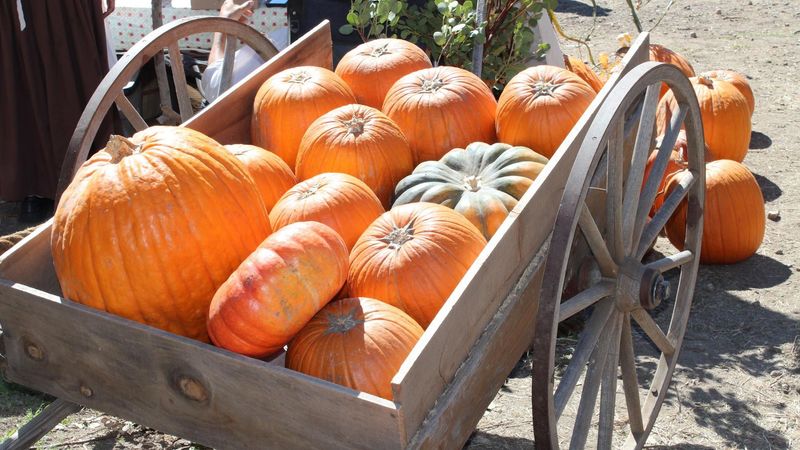Pears, Wild Blackberries, And Pumpkins In The Mix