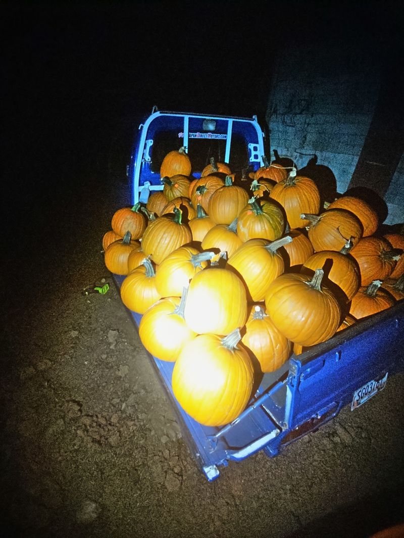 The Farm Owner Has Experimented With Glow-In-The-Dark Pumpkins