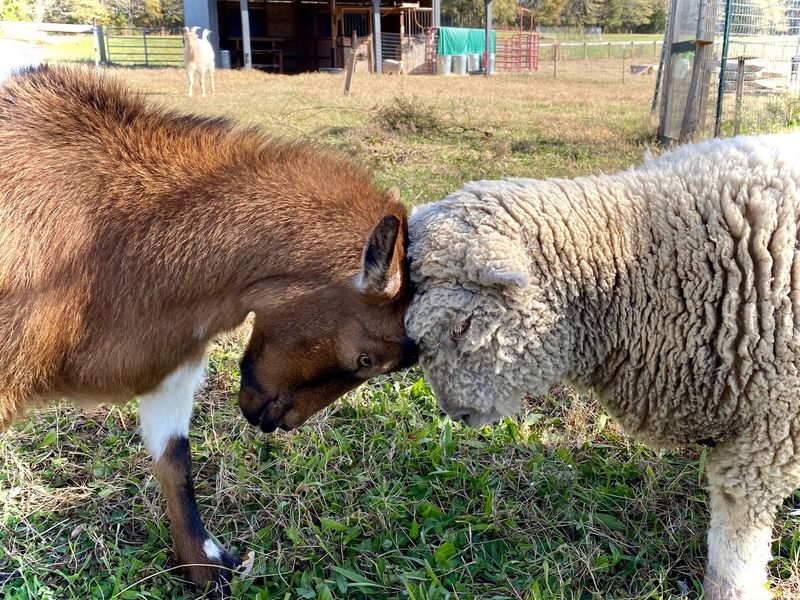 House Rules That Put The Animals First