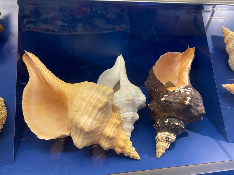 The Little-Known Florida Museum Home To One Of The World'S Largest Shell Collections - Decor Hint Why Sanibel Collects So Many Shells