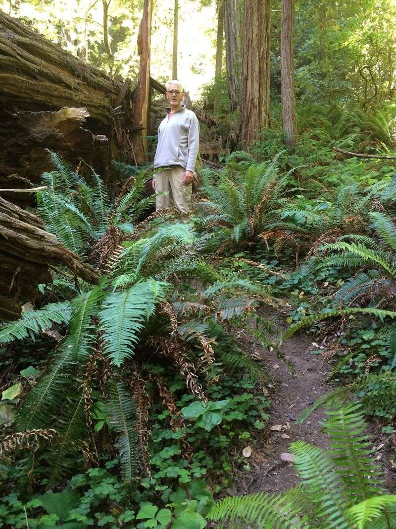 This California Redwood Grove Looks Like Another Planet And Star Wars Actually Filmed Here - Decor Hint Small Park Size Changes The Whole Visit