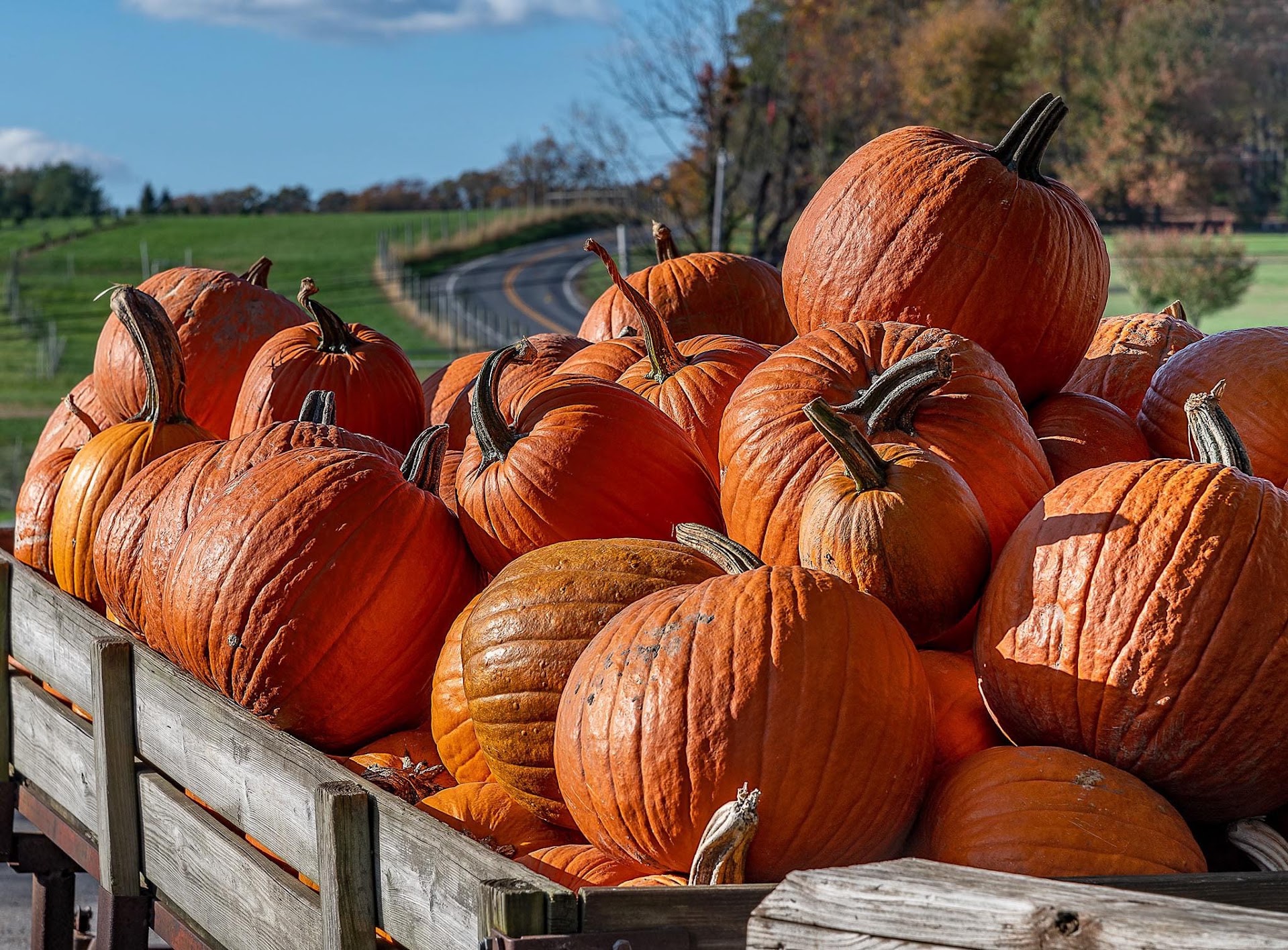 Pumpkins And Other Autumn Finds