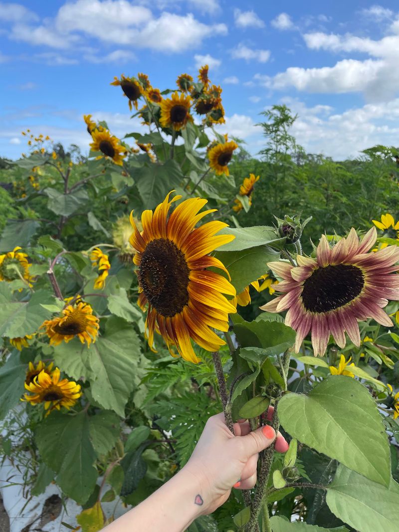 Sunflowers Beyond The Stalks