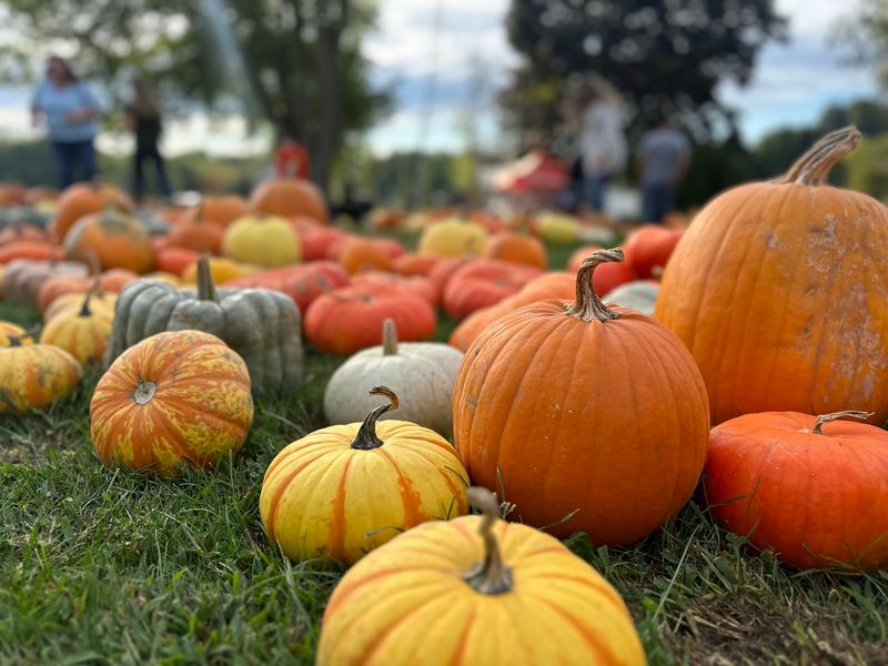 We Compared Connecticut Pumpkin Patches And Here Are 9 That Stand Out - Decor Hint March Farm, Bethlehem