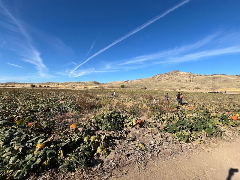 9 Idaho Pumpkin Patches Where Families Pick Straight Off The Vine This October - Decor Hint The Farm in Emmett In Emmett