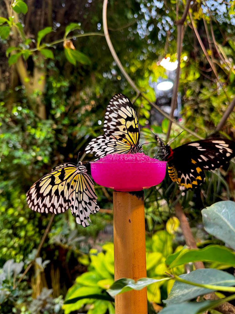 Watching Wings Unfold Up Close
