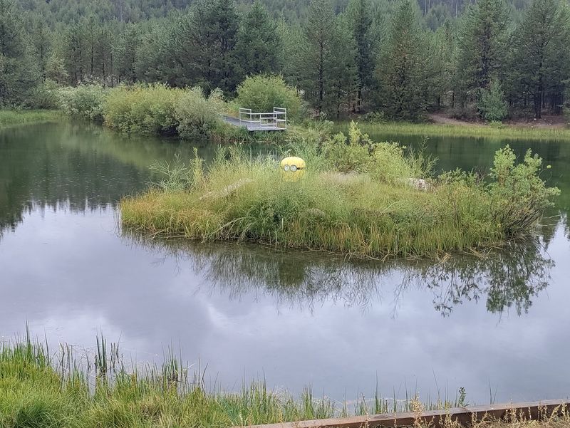 Every Fall Thousands Of Kokanee Turn Bright Red In This Idaho Creek - Decor Hint A First Cast For Kids