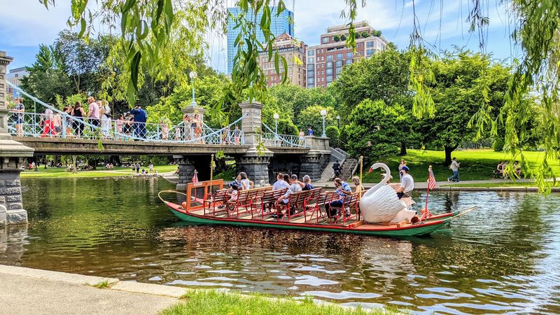 Swan Boats And Willows