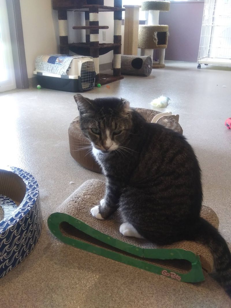 This Connecticut Cat Sanctuary Gives Rescued Kitties A Safe Place While They Wait For Forever Homes - Decor Hint Cozy Rooms Replace Traditional Shelter Cages