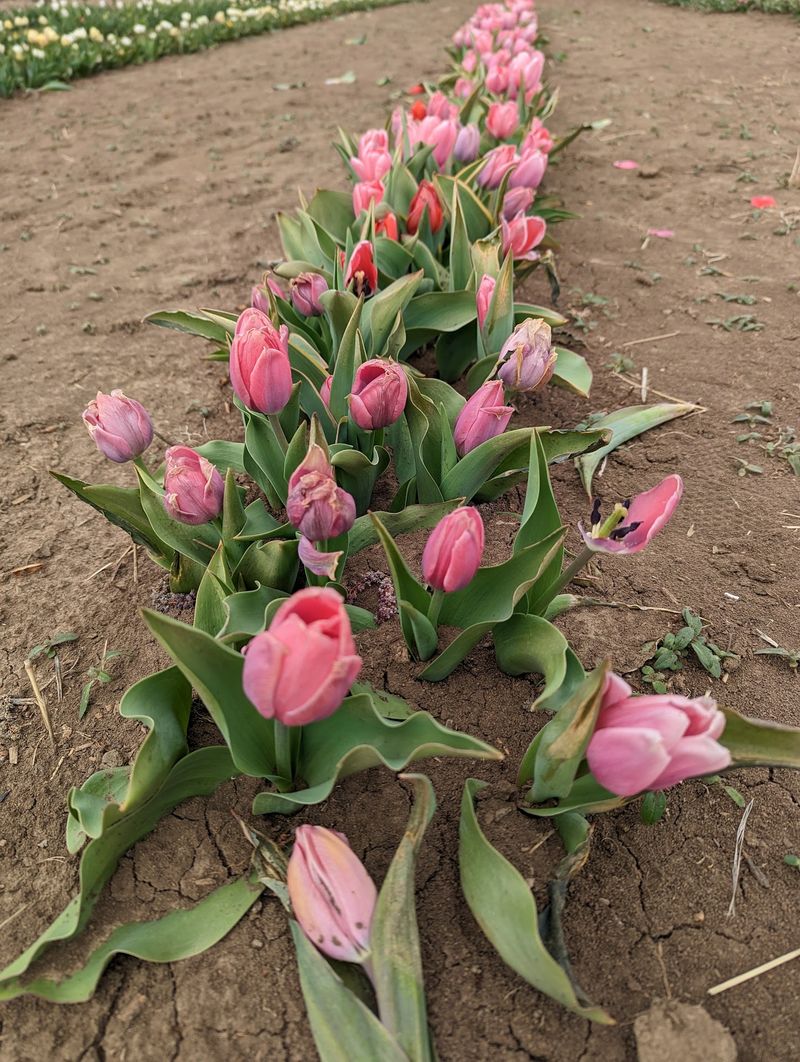 Timing Your Nebraska Flower Run