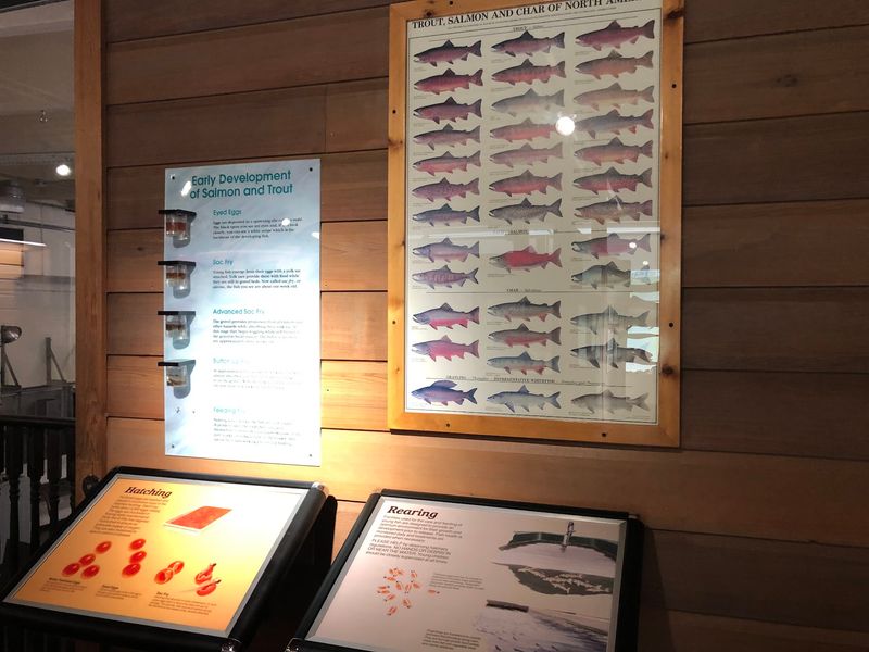 Every Fall Thousands Of Kokanee Turn Bright Red In This Idaho Creek - Decor Hint Crayons, Charts, And Exhibits