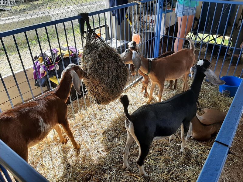 Farm Animals Keep Its Country Roots Alive