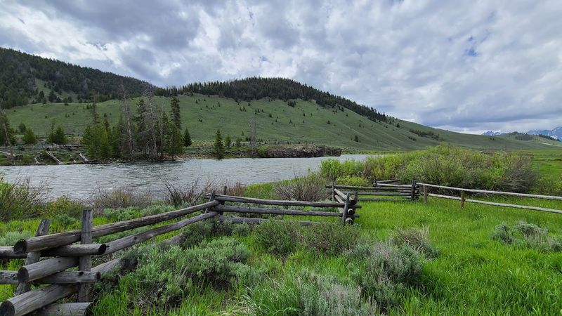 Wildflowers, Then Golden Aspens