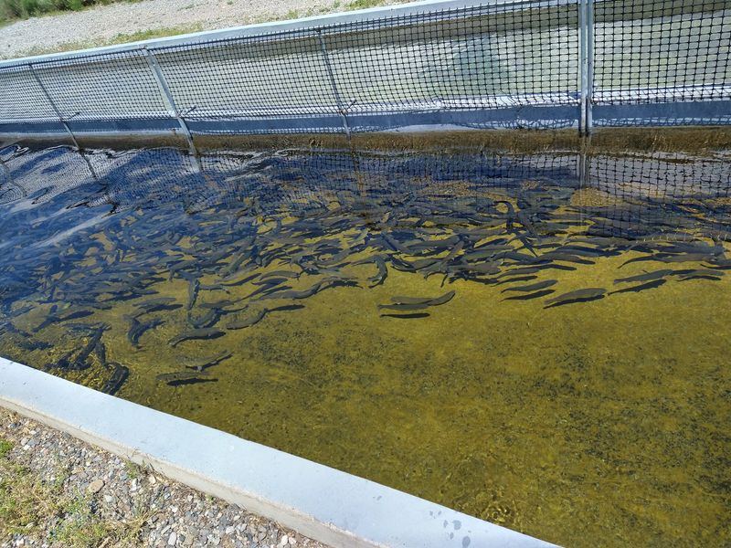 Mackay Hatchery - Idaho Fish and Game, Mackay, ID