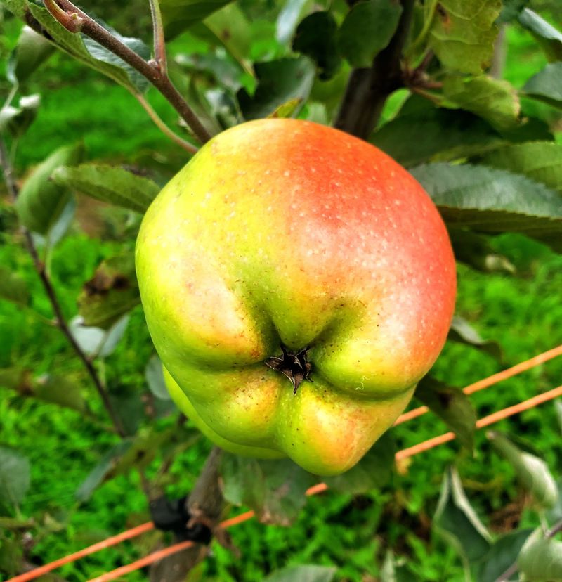Heritage Varieties Grow Alongside Modern Favorites
