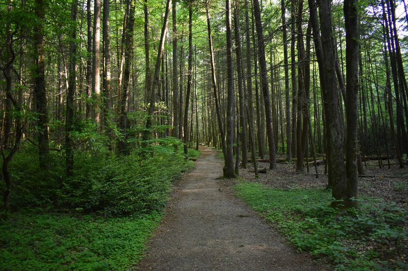 DeSoto Falls Trail, Cleveland