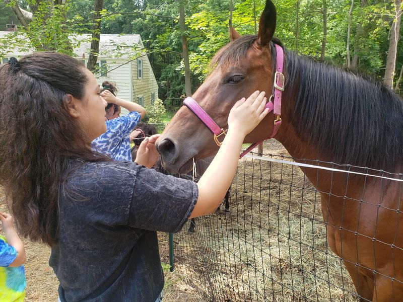 Volunteers Help Horses Rebuild Trust Every Day