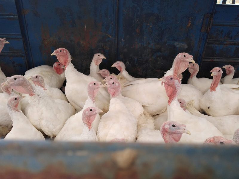 Fifteen Turkeys Started The Farm Story In 1998
