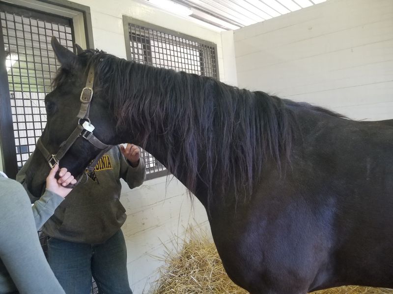 This Kentucky City Is Home To An Equine Hospital Where Two Of The World'S Four Veterinarian Farriers Work - Decor Hint Ambulatory Vets Who Bring The Clinic To You