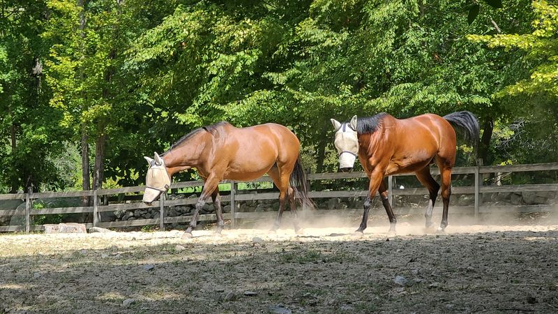 Forty Acres Give Them Room Beyond The Barn