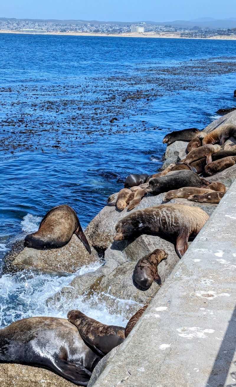 How Monterey Lives With Its Sea Lions