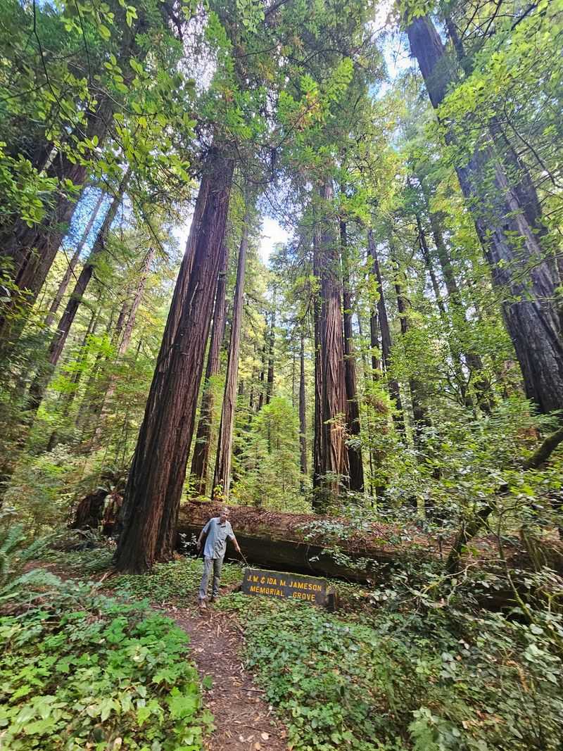 This California Redwood Grove Looks Like Another Planet And Star Wars Actually Filmed Here - Decor Hint A Short Loop Trail Does All The Work
