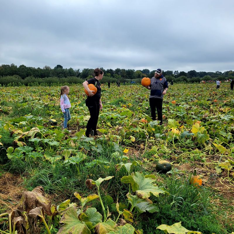 Pick Your Pumpkin Right Off The Vine Instead Of From A Display