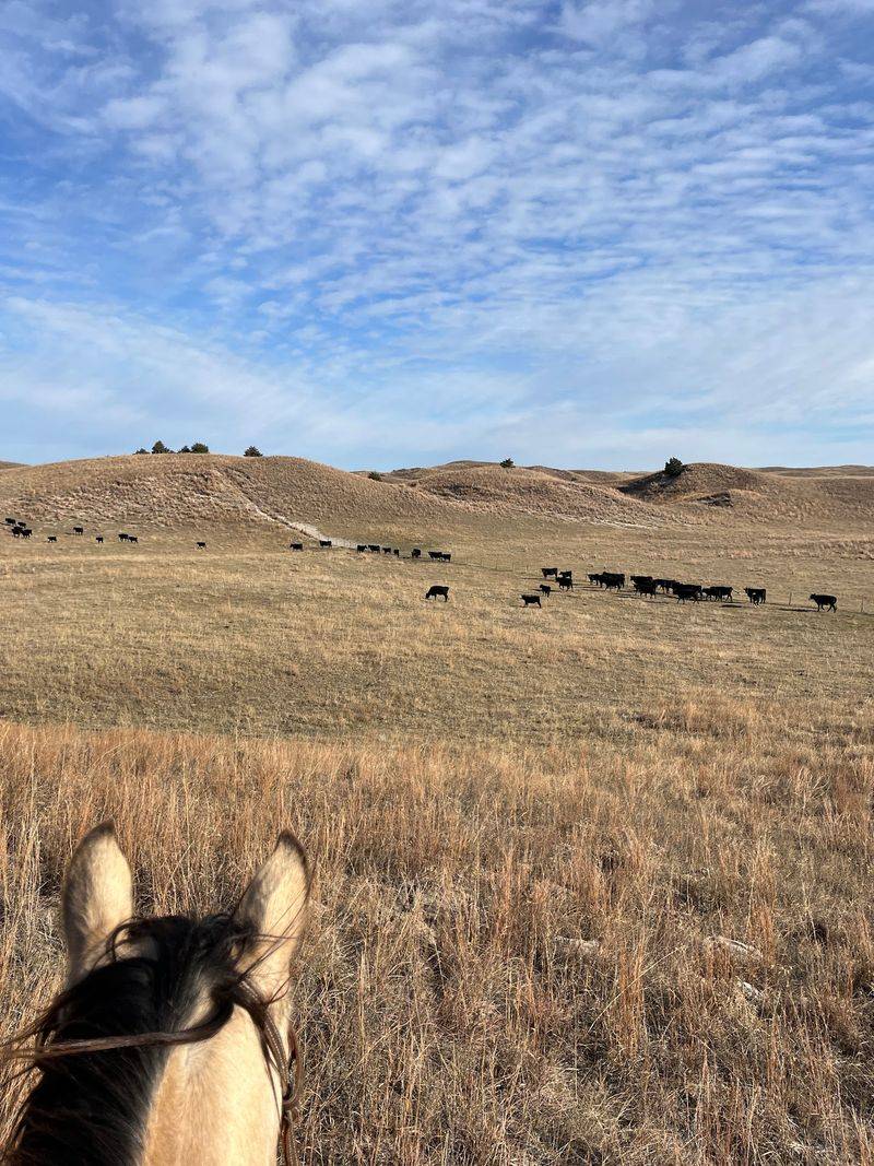Morgan Ranch Beef in the Sandhills